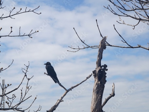 black raven sitting on the bare branches of tree with fur trees and blue sky at the background