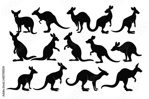 Set of Kangaroo black Silhouette Design with white Background and Vector Illustration