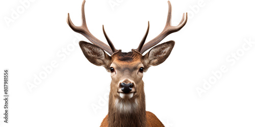 Funny deer looking straight isolated on transparent background © The Stock Guy