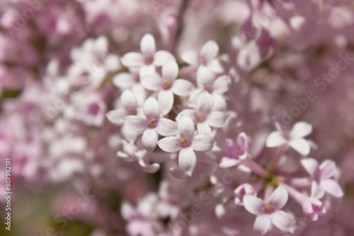 Pink lilac flowers close-up. A blooming bush of pink lilacs