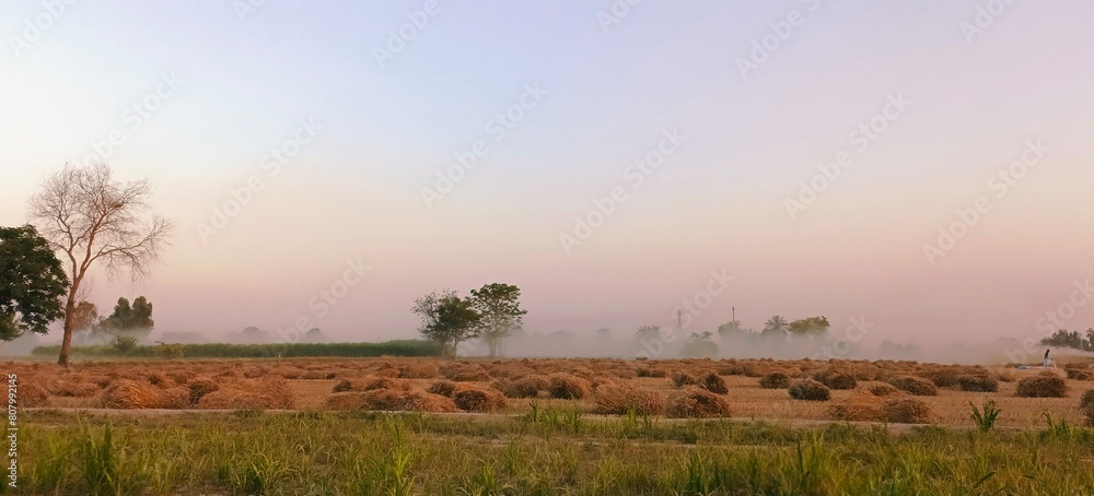 A beautiful landscape view of a wheat field at the sunset time, wheat is harvesting and wheat husk is flowing in the air creating a beautiful scenery. A beautiful landscape view of a wheat field at the sunset time, wheat is harvesting and wheat husk is flowing in the air creating a beautiful scenery.