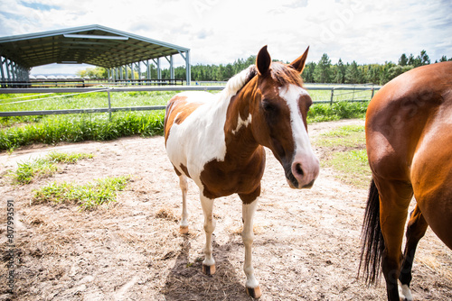 Brown and white horse in front of an outdoor arena photo