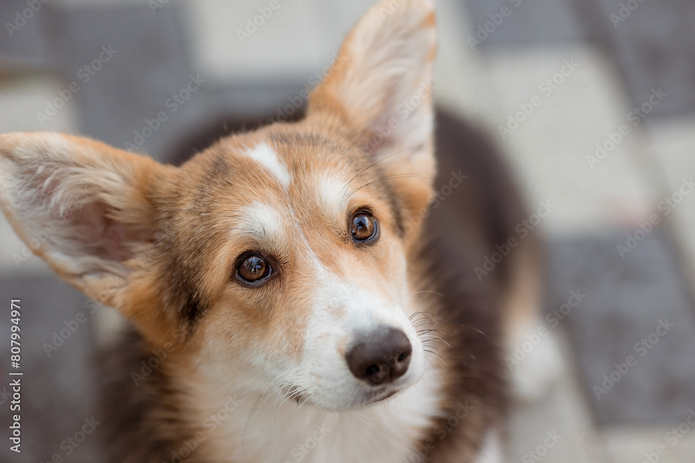 A beautiful cute Welsh corgi dog looks at the camera during a summer walk