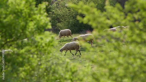 Sheep grazing freely in nature photo