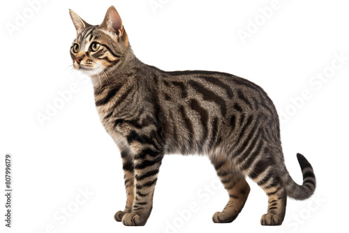 A tabby cat is standing on