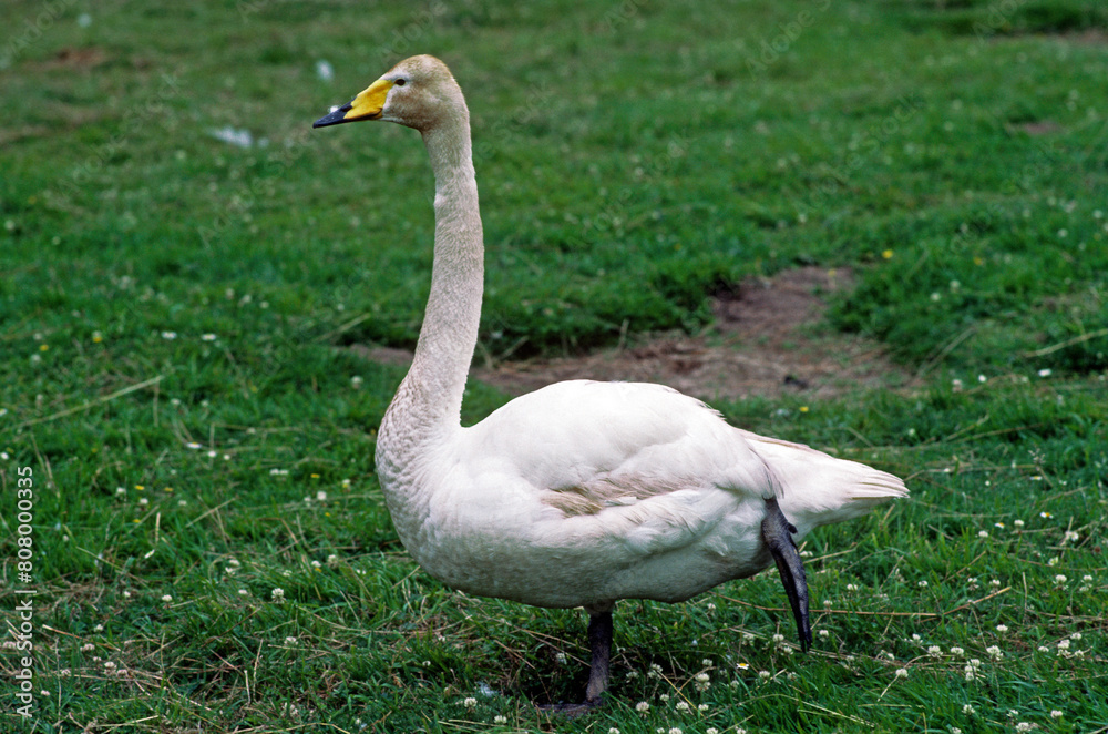 Cygne chanteur,.Cygnus cygnus, Whooper Swan Cygne chanteur,.Cygnus cygnus, Whooper Swan