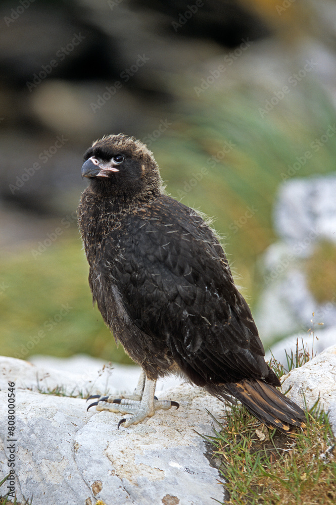 Fototapeta premium Caracara austral, Caracara de Forster,.Phalcoboenus australis, Striated Caracara, Johnny Rook, Iles Falkland, Malouines