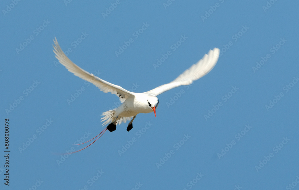 Phaéton à brins rouges,.Phaethon rubricauda, Red tailed Tropicbird Phaéton à brins rouges,.Phaethon rubricauda, Red tailed Tropicbird