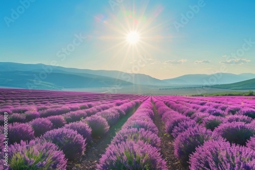 Sunlit Lavender Field under Clear Blue Skies