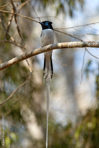 Gobe mouche de paradis de Madagascar, Tchitrec malgache,.Terpsiphone mutata, Malagasy Paradise Flycatcher, Madagascar photo