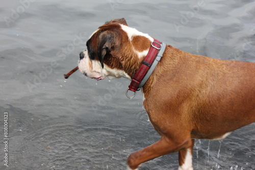 lago con cane boxer