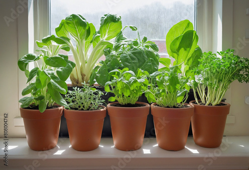 Indoor Gardening  Growing a Variety of Fresh Vegetables and Herbs in Your Own Urban Apartment on a Sunny Windowsill