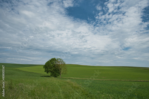 Sommerliche Landschaft mit Wiesen und einzelnem Baum