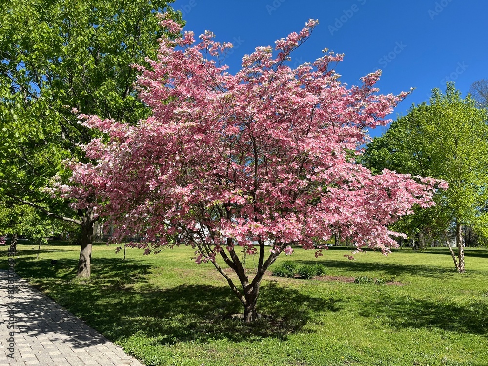 blooming tree in spring on a Sunny morning