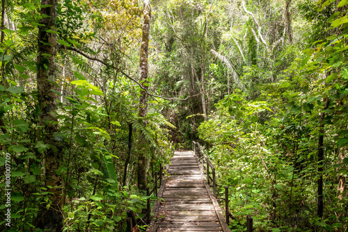 walkway in the forest in mantadia national park in Madagascar photo