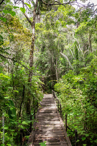 walkway in the forest in mantadia national park in Madagascar