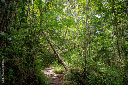 Path in the forest in mantadia national park in Madagascar