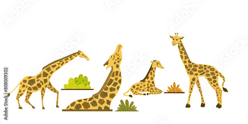 giraffe set, giraffe in different poses vector isolated, grass shrub design element.
