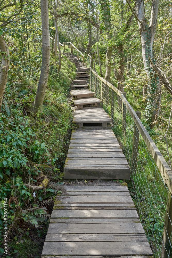 Fototapeta premium Wooden boardwalk with hand rail through woodland