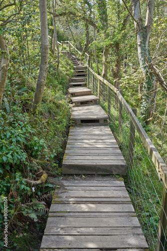 Wooden boardwalk with hand rail through woodland © Matthew J. Thomas