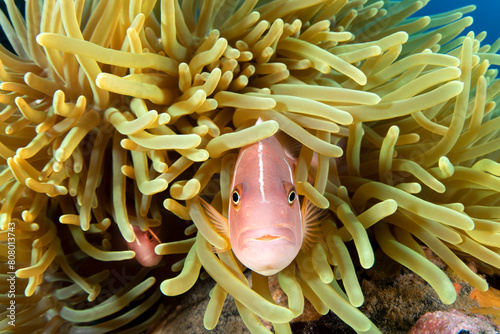 Pair of Pink anemonefish (Amphiprion perideraion) look out from within their host Magnificent sea anemone (Heteractis magnifica). Dauin, Dauin Marine Protected Area, Dumaguete, Negros, Philippines.  photo