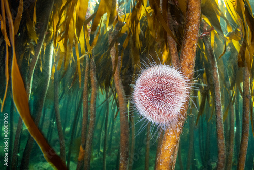 Herbivorous common sea urchin (Echinus esculentus) grazes in a kelp (Laminaria hyperborea) forest. Farne Islands, Northumberland, UK. 