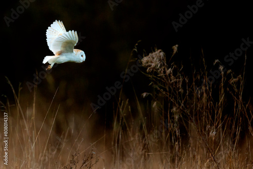 Barn owl (Tyto alba) hunting over long grass, UK.  photo