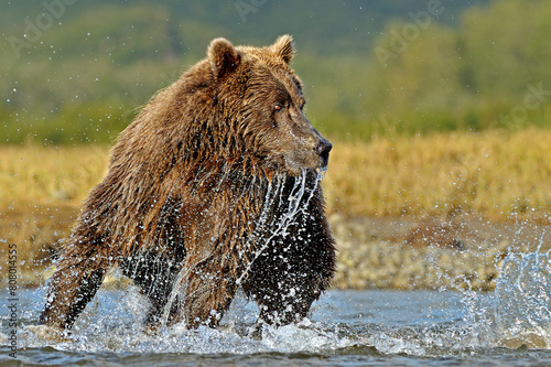 Grizzly bear (Ursus arctos horribilis) chasing salmon in river, Katmai National Park, Alaska.  photo