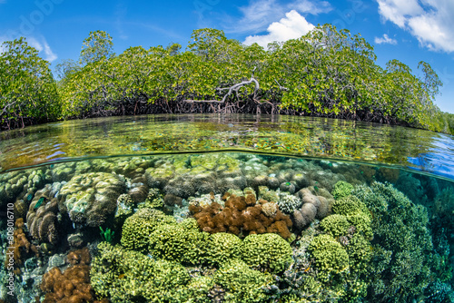 Split level photo of mangrove scenery, with hard corals (including Goniopora sp., Porites sp.) growing below Red mangrove tree (Rhizophora sp.). Raja Ampat, West Papua, Indonesia.
 photo