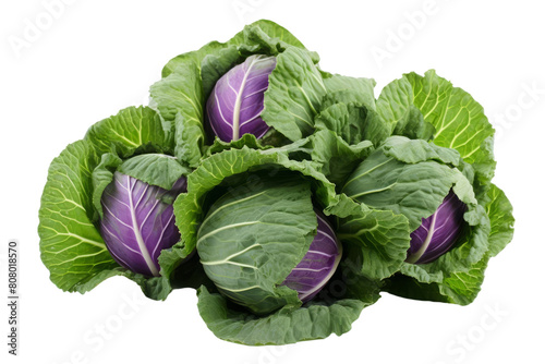 A beautiful photograph of a head of cabbage, with its vibrant green leaves and delicate purple veins photo