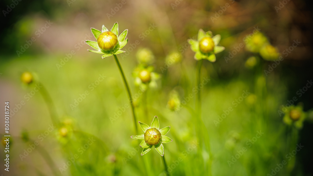 Yellow flower buds (Lance-leaved coreopsis, lanceolata or basalis) are blooming on green unfocused background Yellow flower buds (Lance-leaved coreopsis, lanceolata or basalis) are blooming on green unfocused background