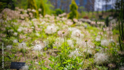 Springtime, Pulsatilla koreana seeds in the garden photo