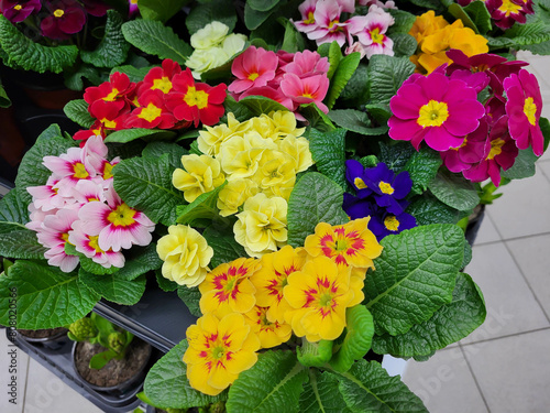 Wallpaper Mural Bright spring primrose flowers. The shops sell a lot of colorful flowers of the perennial primrose plant, which grow in pots. Torontodigital.ca