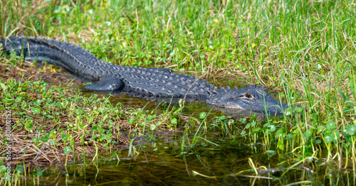 Alligator in habitat, Everglades, Florida © Tamela