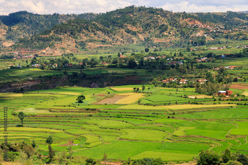 rice fields in Betafo, Madagascar