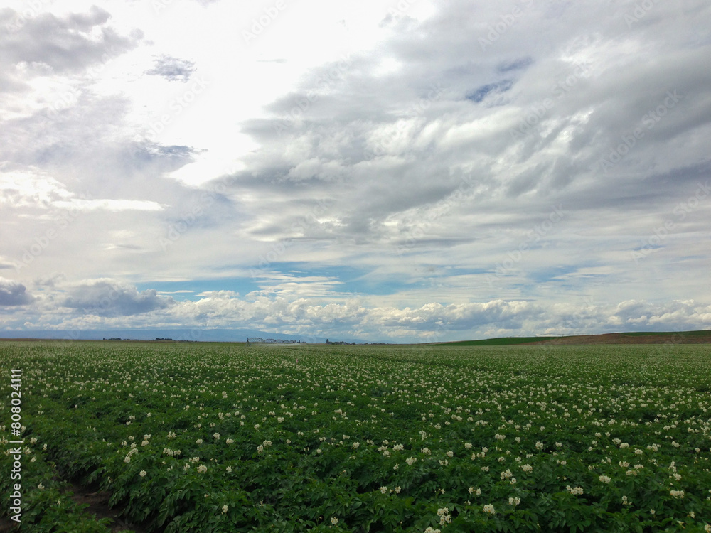 Potato field flowering under a big sky with clouds