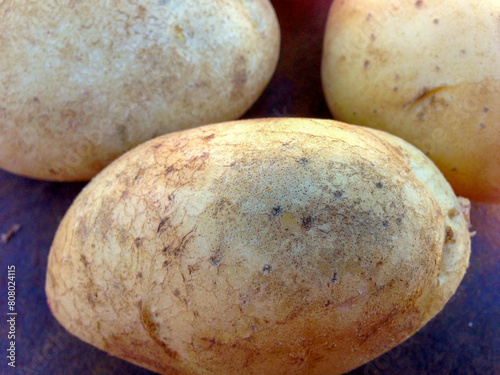 Black Dot, Colletotrichum coccodes,, spores on the outside of a potato tuber photo