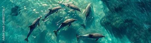 Aerial circle around a pod of dolphins swimming in the sunny  clear blue waters during summer
