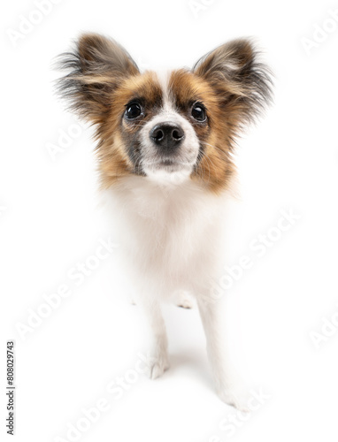 Dog portrait. pet papillon puppy with fluffy big ears looking at the camera with wide angle lens view. White background