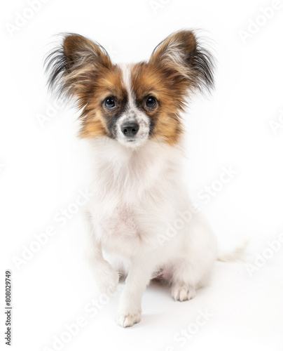 Dog portrait on white. Cute small Papillon toy dog sitting and looking at camera. Cute small pet with big fluffy ears © Iryna&Maya