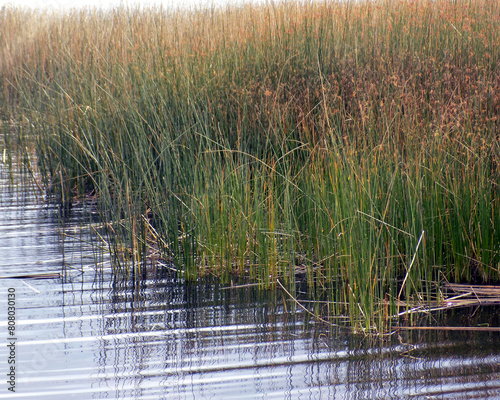 background of varied leaves and flowers in nature of different colors and shapes