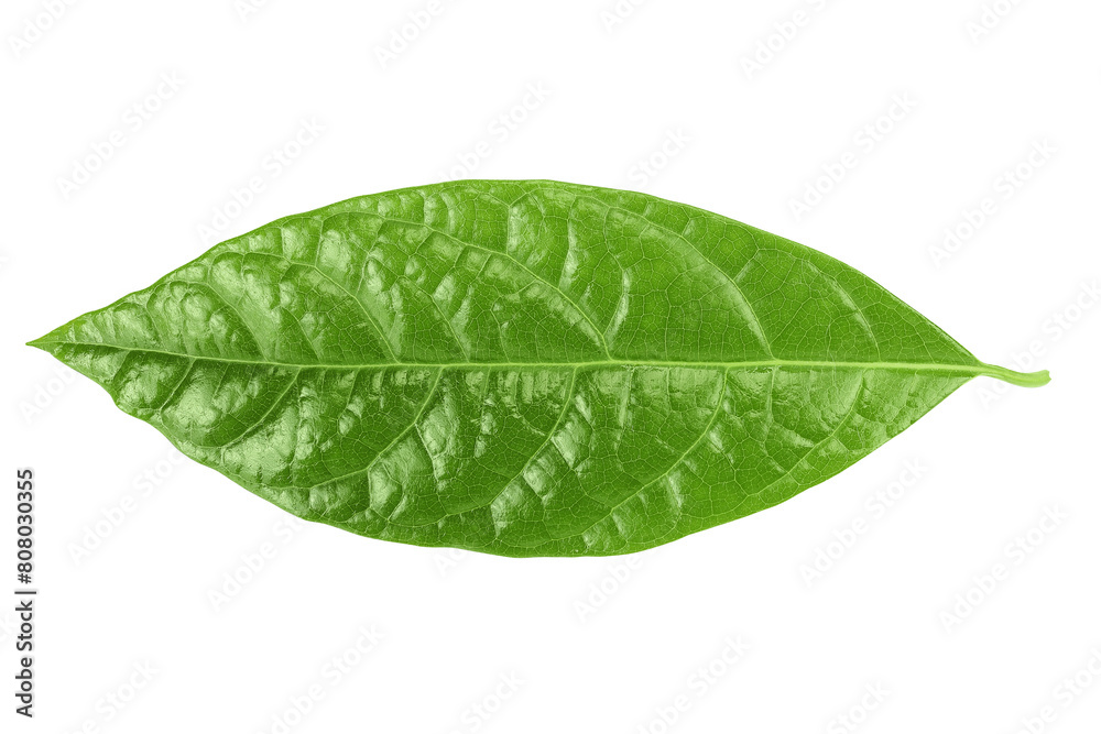 Obraz premium Leaf of avocado isolated on white background. Top view. Flat lay