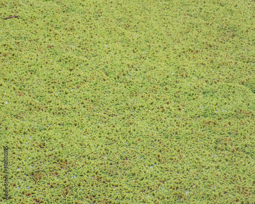 background of varied leaves and flowers in nature of different colors and shapes