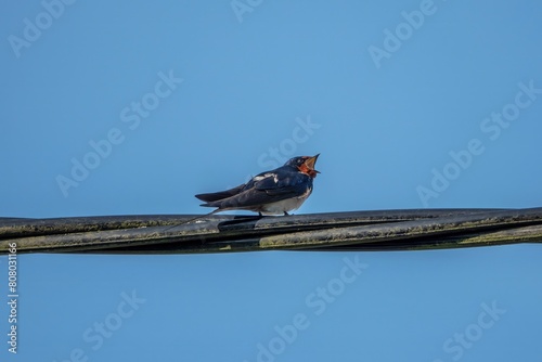swallow a small bird with dark glossy blue backs red throat pale underparts and long tail streamers perched on a cable with blue sky in the background photo