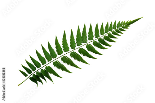 A frond of a fern, isolated photo