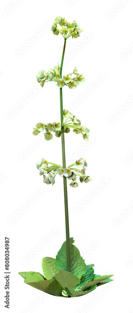 3D Rendering Candelabra Primula Flowers on White