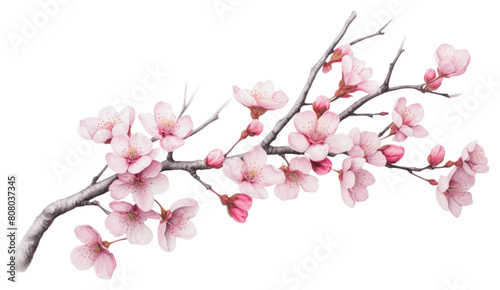 PNG Sakura tree branch blossom drawing flower.