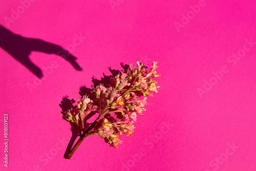 Aesculus x carnea, or red horse chestnut. Isolated on background photo