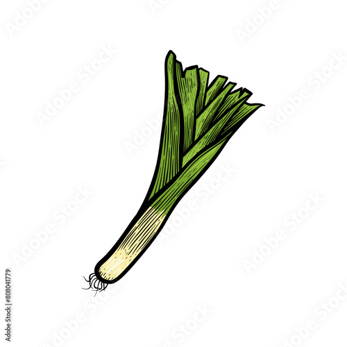 spring onion hand drawn illustration with color