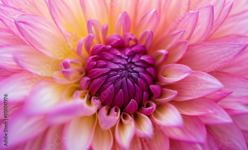 Pink and purple dahlia petals macro  floral abstract background. Close up of flower dahlia for background  Soft focus